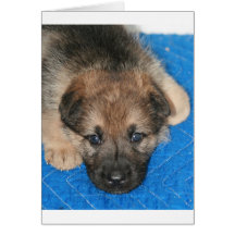 Perrito "Jack " del Sable GSD Felicitaciones