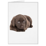 Perrito lindo de Labrador del chocolate Tarjeton