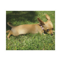 perrito lindo impresión en lona estirada