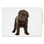 Perrito macizo de Labrador del chocolate Felicitaciones