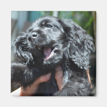 Perrito negro de cocker spaniel del americano 10 s imán de frigorifico