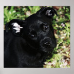 Perrito negro II Impresiones