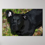 Perrito negro impresiones