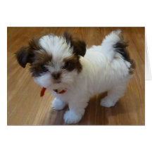 Perrito Notecards de Shih Tzu Tarjetón
