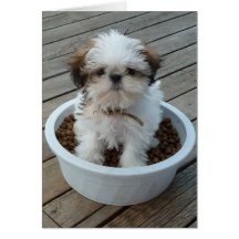 Perrito Notecards de Shih Tzu Tarjeton