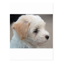 Perrito Postales