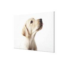 Perrito rubio de Labrador que pega hacia fuera la  Lona Estirada Galerias