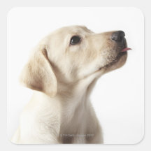 Perrito rubio de Labrador que pega hacia fuera la  Calcomanía Cuadradas Personalizadas