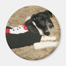 Perrito Tux Imanes Para Frigoríficos