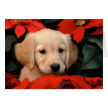 Perrito y tarjeta de Navidad de oro de Poinsetta