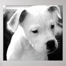 Perritos americanos del dogo poster