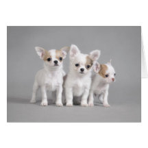Perritos de la chihuahua felicitaciones