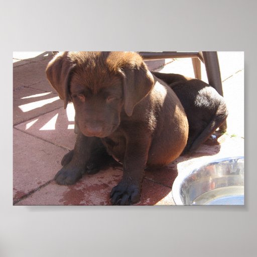Perritos de Labrador del chocolate Posters