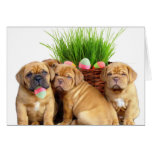 Perritos de Pascua Dogue de Bordeaux Tarjetón