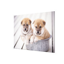 Perritos de Shiba Inu en la tina de aluminio Impresiones En Lona