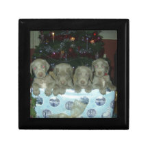 Perritos de Weimaraner del navidad Cajas De Recuerdo