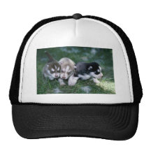 Perritos del husky siberiano, 3 semanas gorra