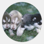 Perritos del husky siberiano, 3 semanas pegatinas  