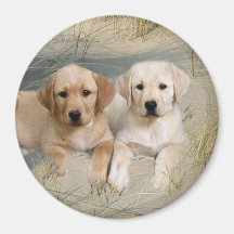 Perritos del imán del labrador retriever en la pla