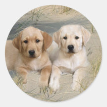 Perritos del pegatina del labrador retriever en la