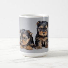 Perritos del perro del terrier de Yorkshire Tazas De Café