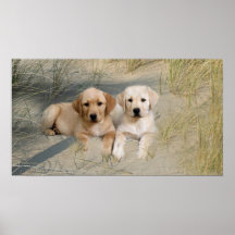 Perritos del poster del labrador retriever en la p