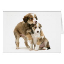 Perritos Notecard del border collie del Sable Felicitación