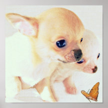 Perritos pequenitos dulces poster o impresión
