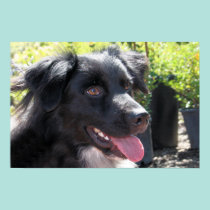Perro adoptable 1 - 2 del bienestar animal del con posters