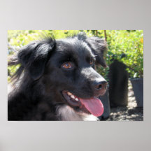 Perro adoptable 1 - 2 del bienestar animal del con posters