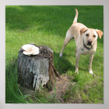 Perro al lado del tocón posters
