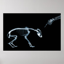 Perro azul de los esqueletos de la radiografía mún poster