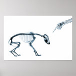 Perro azul de los esqueletos de la radiografía mún poster