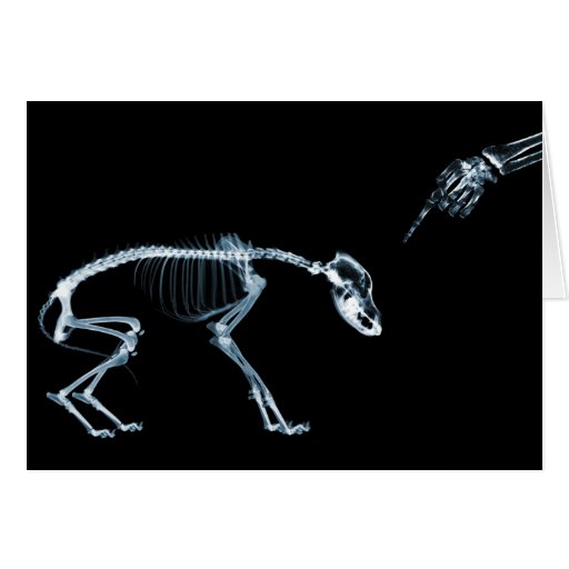 Perro azul de los esqueletos de la radiografía mún felicitacion 