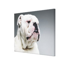 Perro blanco de Bull Impresiones En Lona Estiradas