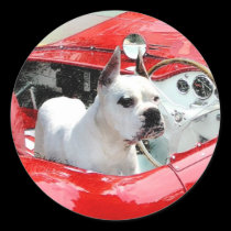 Perro blanco del boxeador en los pegatinas de Mase pegatinas