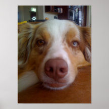 Perro cansado del pastor australiano lindo poster