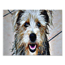 Perro colorido fotografia