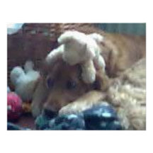 perro con los teddys invitación
