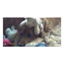 perro con los teddys tarjetas personales con fotos