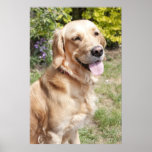 perro de 1 año joven rubio del golden retriever en impresiones