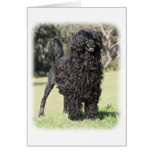 Perro de agua portugués 9Y510D-338 Felicitación