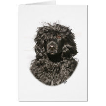 Perro de agua portugués 9Y522D-037 Felicitacion
