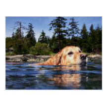 Perro de agua - postal