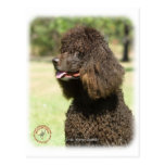 Perro de aguas de agua irlandesa 9R032D-215 Tarjetas Postales