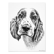 Perro de aguas de Bretaña Arte Fotografico