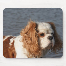 Perro de aguas de rey Charles arrogante en la play Alfombrillas De Ratones