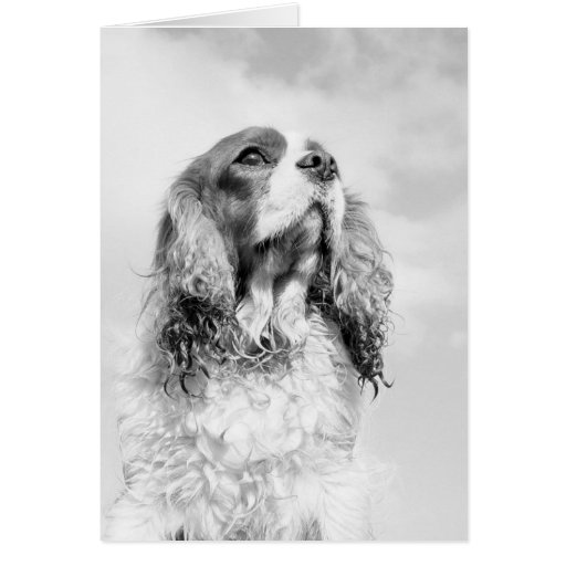 Perro de aguas de rey Charles arrogante en un note Tarjetón