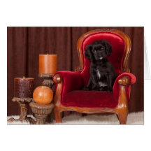 Perro de aguas de rey Charles arrogante negro Felicitaciones