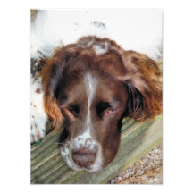 PERRO DE AGUAS DE SALTADOR INGLÉS FOTOGRAFIA
